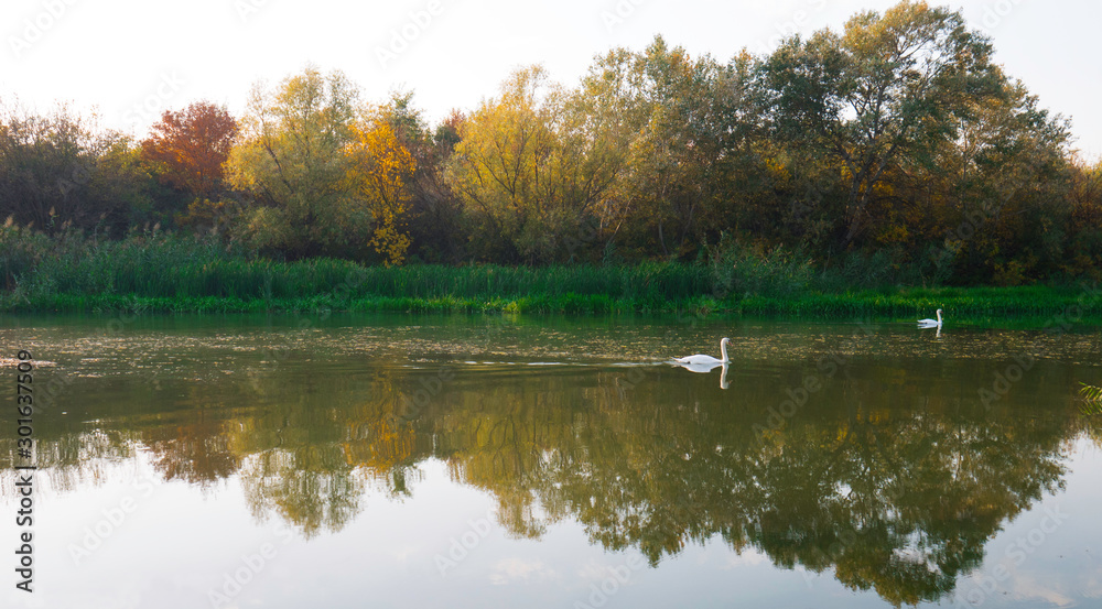 Two white swans swimming in the river surrounded by beautiful nature in the fall. Two white swans swimming in the river surrounded by beautiful nature in the fall.