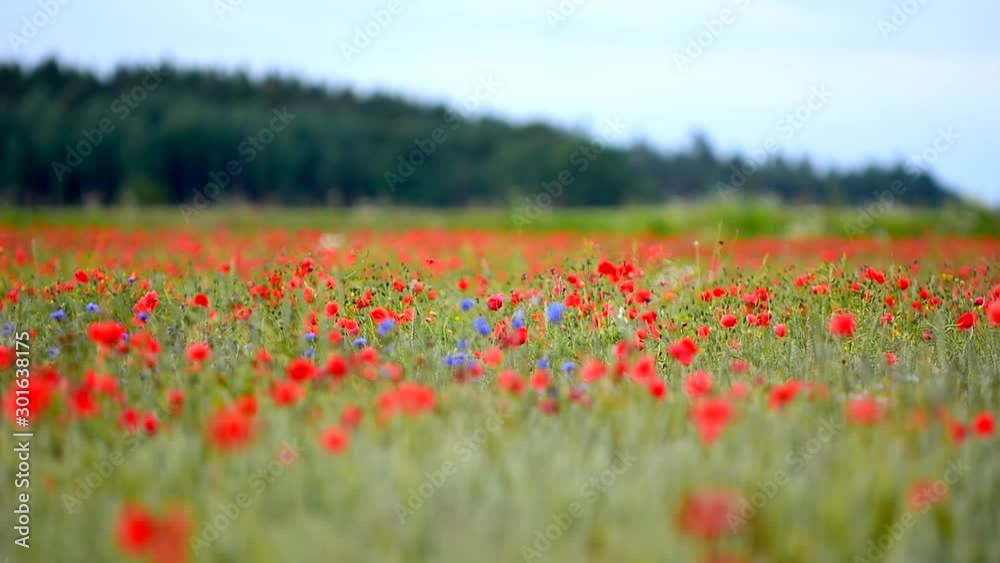 Poppy flowers taking over farmland in Sweden during summer Poppy flowers taking over farmland in Sweden during summer