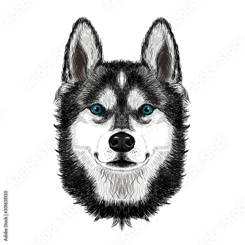 Siberian husky dog on white background. Wall stickers