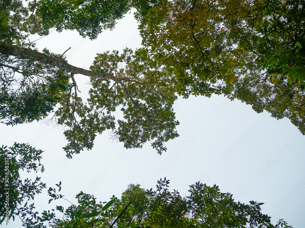 Looking up through the treetops. Beautiful natural frame of foliage against the sky. Copy space Looking up through the treetops. Beautiful natural frame of foliage against the sky. Copy space