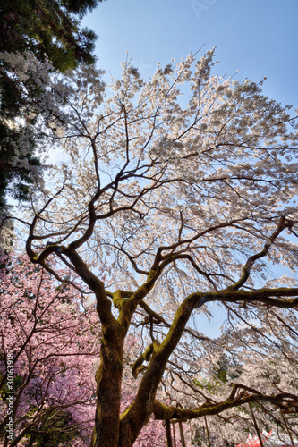 Wallpaper Mural 醍醐寺の桜 Torontodigital.ca