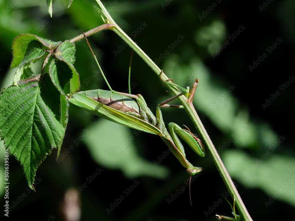Green mantis Green mantis