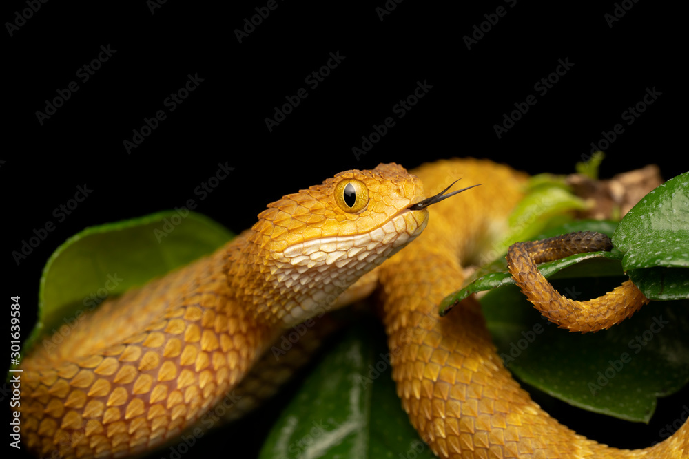 Fototapeta premium Colorful Variable Bush Viper with Forked Tongue