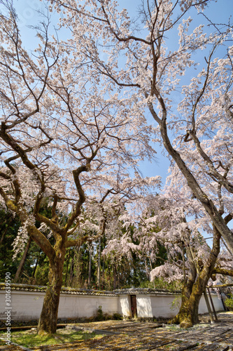 醍醐寺の桜