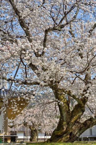 Wallpaper Mural 醍醐寺の桜 Torontodigital.ca