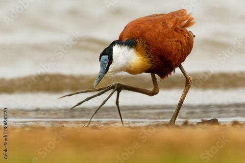 African Jacana - Actophilornis africanus  is a wader in the family Jacanidae, identifiable by long toes and long claws that enable them to walk on floating vegetation in shallow lakes photo