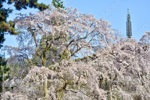 醍醐寺の桜 photo