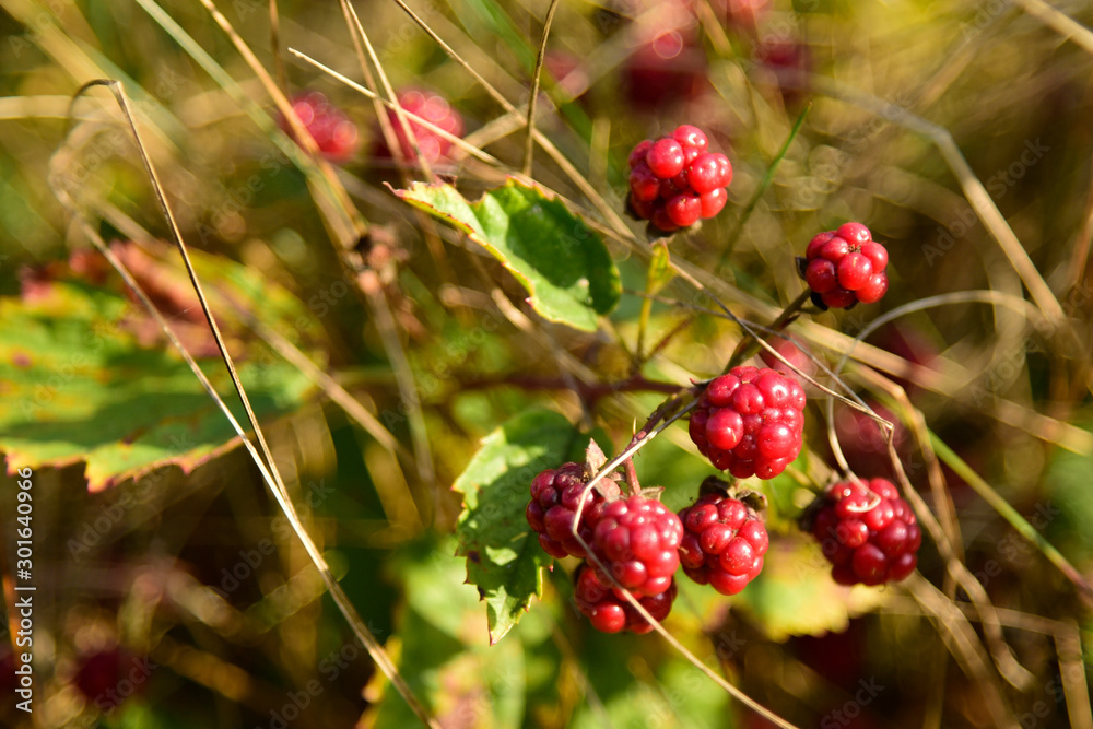 Blackberry fruit growing on branch blackberries in wild Blackberry fruit growing on branch blackberries in wild