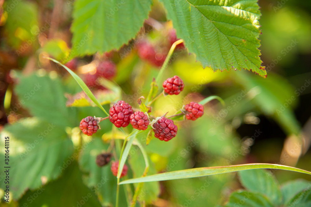 Blackberry fruit growing on branch blackberries in wild Blackberry fruit growing on branch blackberries in wild