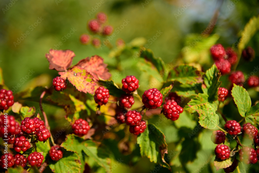 Blackberry fruit growing on branch blackberries in wild Blackberry fruit growing on branch blackberries in wild