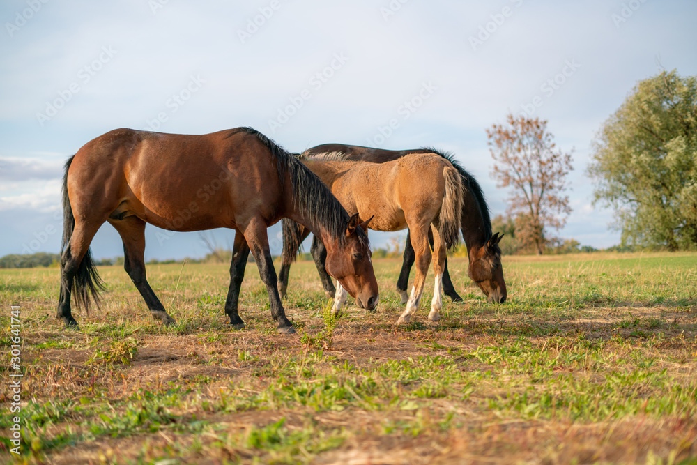 the horses eating the grass on the mountain meadow, grazing on the field against the sky the horses eating the grass on the mountain meadow, grazing on the field against the sky