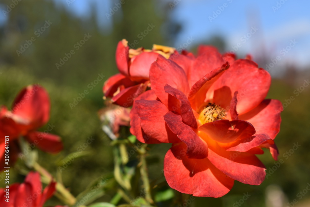 red flower in the garden red flower in the garden