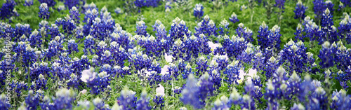 Photos bluebonnets