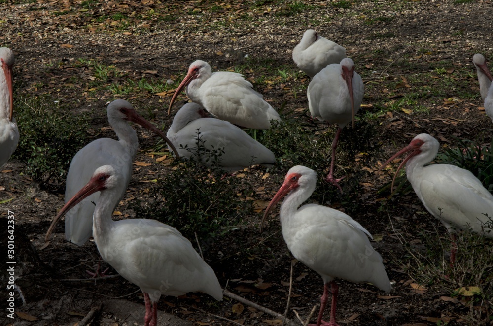 Obraz premium Birds at dusk