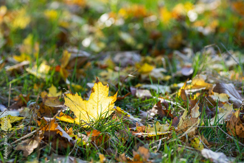 Glowing yellow leaf veins maple on ground autumn meadow isolated