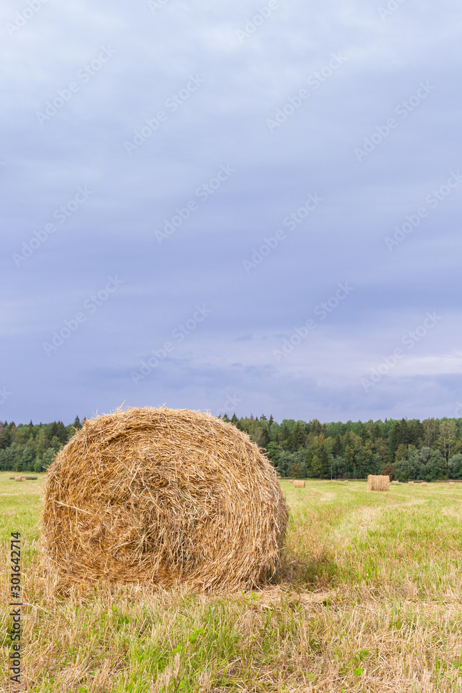 Haystacks are removed from the fields in the summer near the forest Haystacks are removed from the fields in the summer near the forest