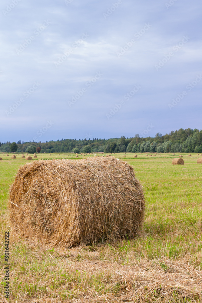 Haystacks are removed from the fields in the summer near the forest Haystacks are removed from the fields in the summer near the forest