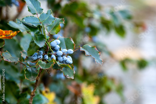 Mahonia aquifolium or Oregon grape blue berries autumn