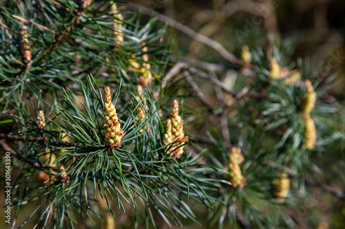 pine tree branch with cones