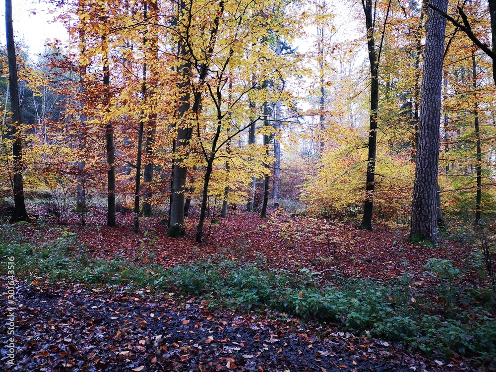 autumn in the park autumn in the park