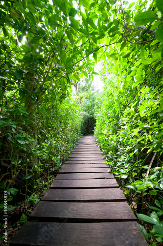 Passway, into the jungle of the Sian ka'an biosphere Reserve, Mexico