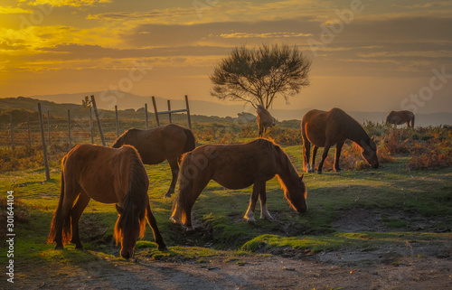 Paisagem com árvore e cavalos a pastar na serra ao pôr do sol photo