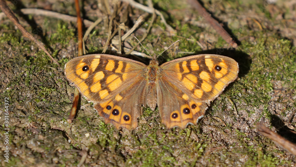 Fototapeta premium Maculada o mariposa de los muros