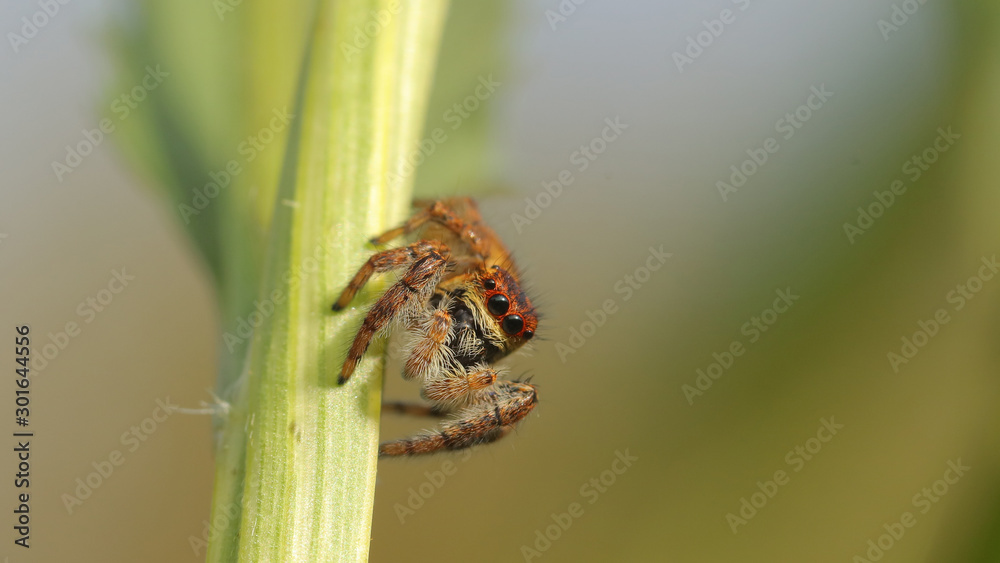 Fototapeta premium Araña saltarina