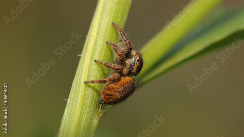 Araña saltarina