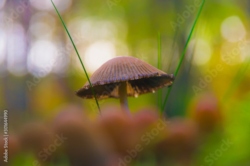 Mushroom Glossus mushroom, Coprinellus micaceus (Bull.) Vilgalys, Hopple & Jacq. Johnson, macro, closeup, bokeh, autumn, nature, mushroom hat sticking out of the moss photo