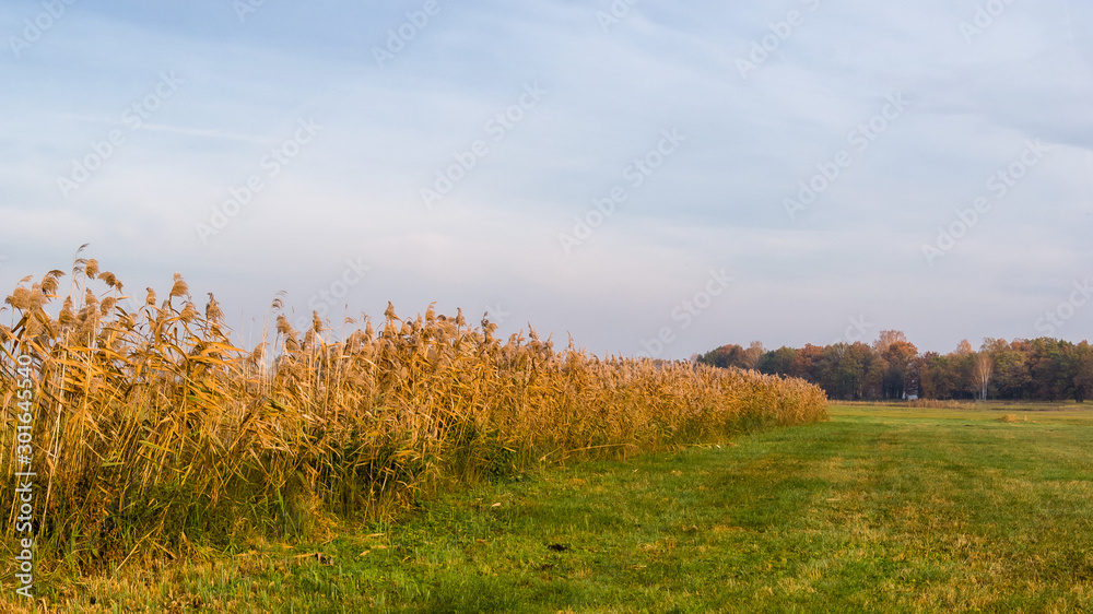 Złota polska jesień na Podlasiu, Dolina Narwi, Podlasie, Polska