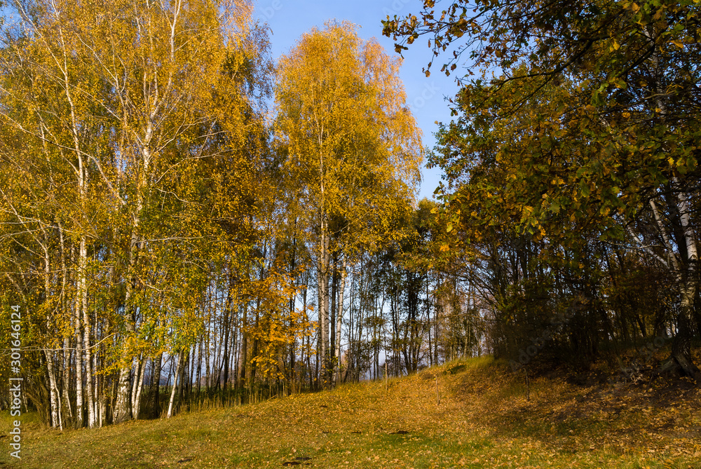 Fototapeta premium Złota polska jesień na Podlasiu, Dolina Narwi, Podlasie, Polska