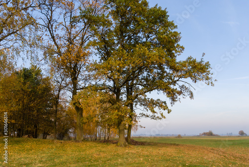 Złota polska jesień na Podlasiu, Dolina Narwi, Podlasie, Polska