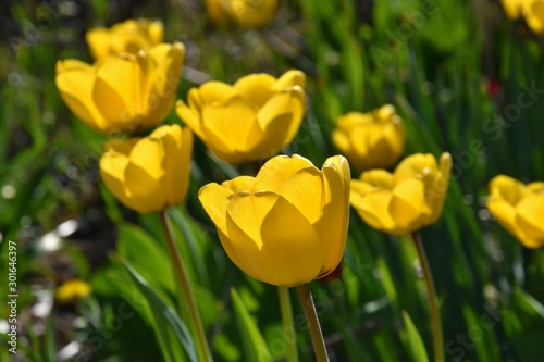Fototapeta Naklejka Na Ścianę i Meble -  yellow tulips - spring
