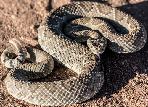 Mojave Rattlesnake © Robert