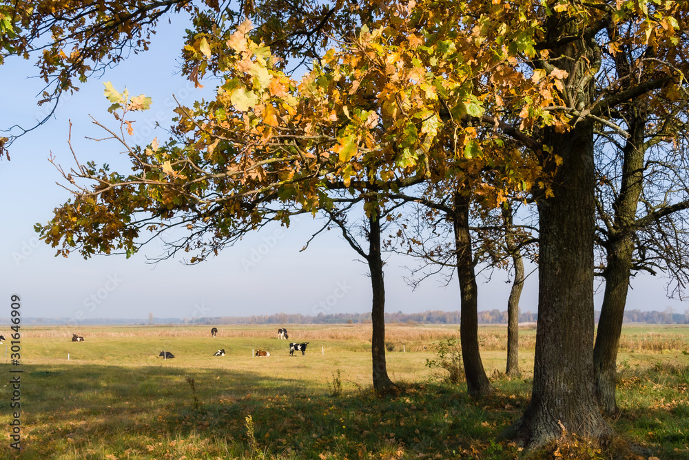 Złota polska jesień na Podlasiu, Dolina Narwi, Podlasie, Polska Złota polska jesień na Podlasiu, Dolina Narwi, Podlasie, Polska