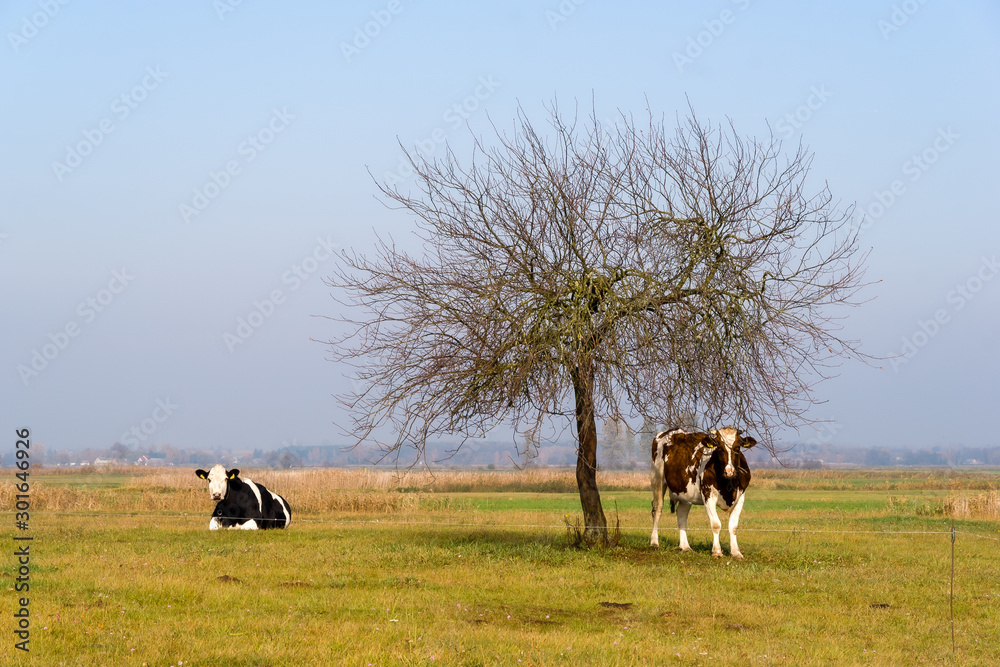 Złota polska jesień na Podlasiu, Dolina Narwi, Podlasie, Polska Złota polska jesień na Podlasiu, Dolina Narwi, Podlasie, Polska