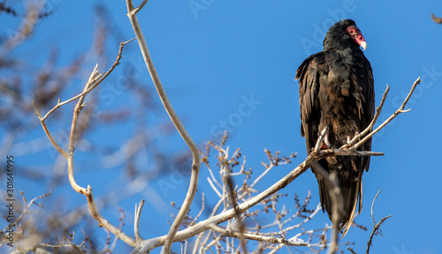 Turkey Vulture