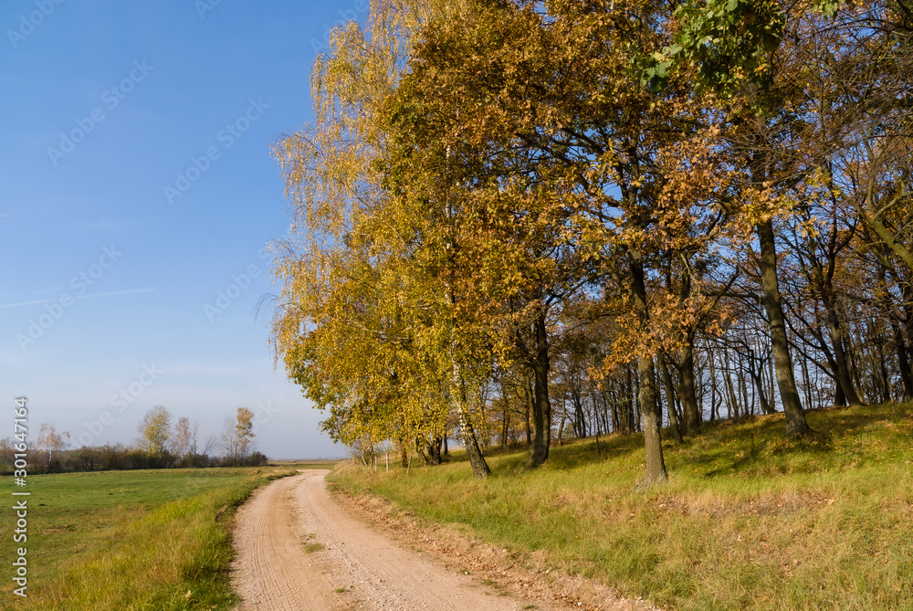 Naklejka premium Złota polska jesień na Podlasiu, Dolina Narwi, Podlasie, Polska