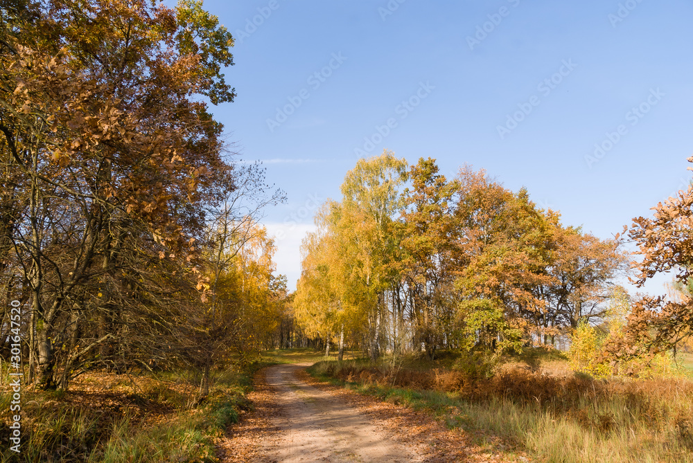 Złota polska jesień na Podlasiu, Dolina Narwi, Podlasie, Polska Złota polska jesień na Podlasiu, Dolina Narwi, Podlasie, Polska