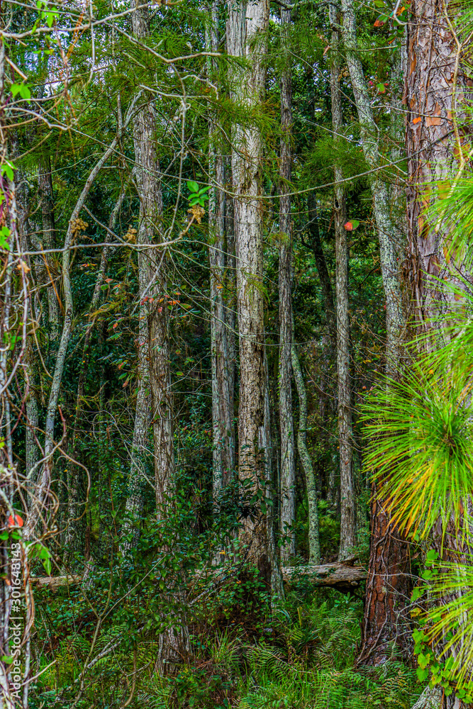 Fototapeta premium Urban Forest