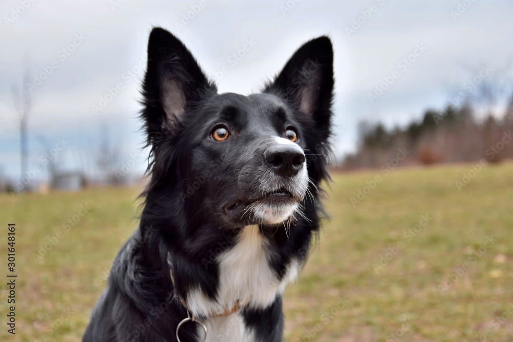 border collie - black and white dog