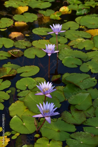 water lily in pond