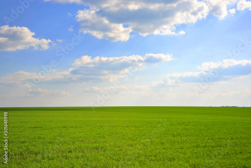 Field of green wheat (rye) rows, cloudy sunny sky, spring in Ukraine