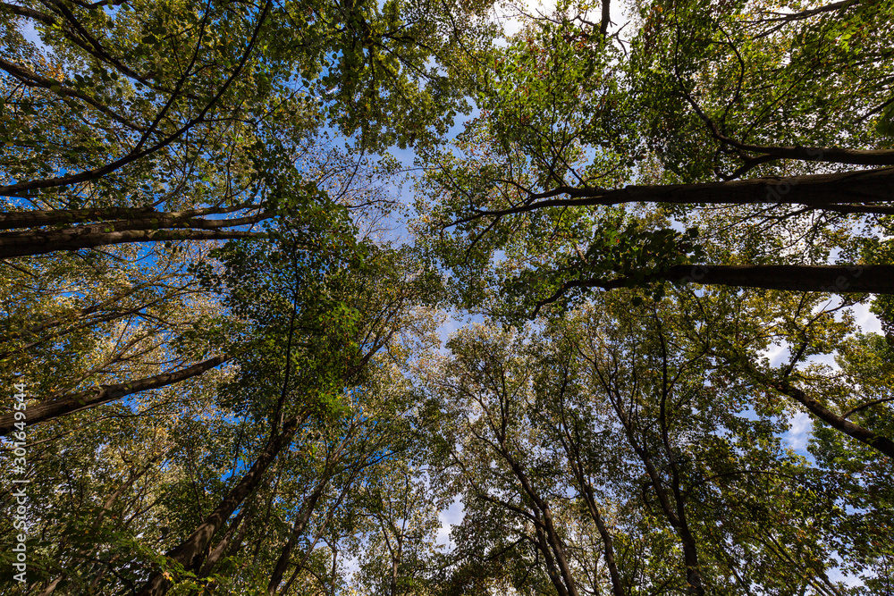 Obraz premium Tree and sky from below