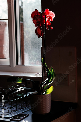 Red orchid on the kitchen table  photo