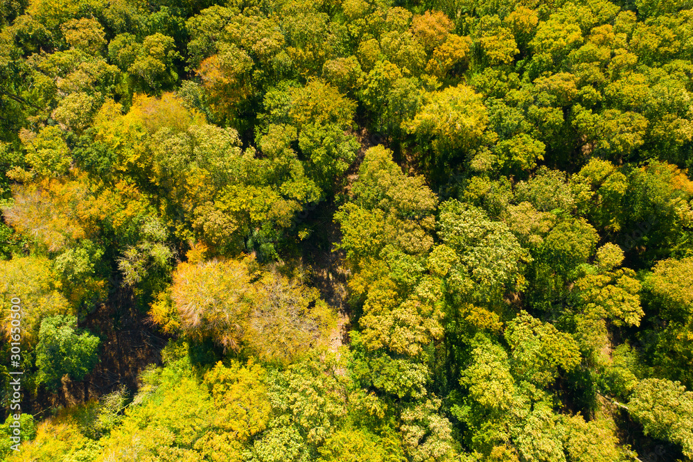 Arbres dans une forêt ou un bois au début de l'automne Arbres dans une forêt ou un bois au début de l'automne