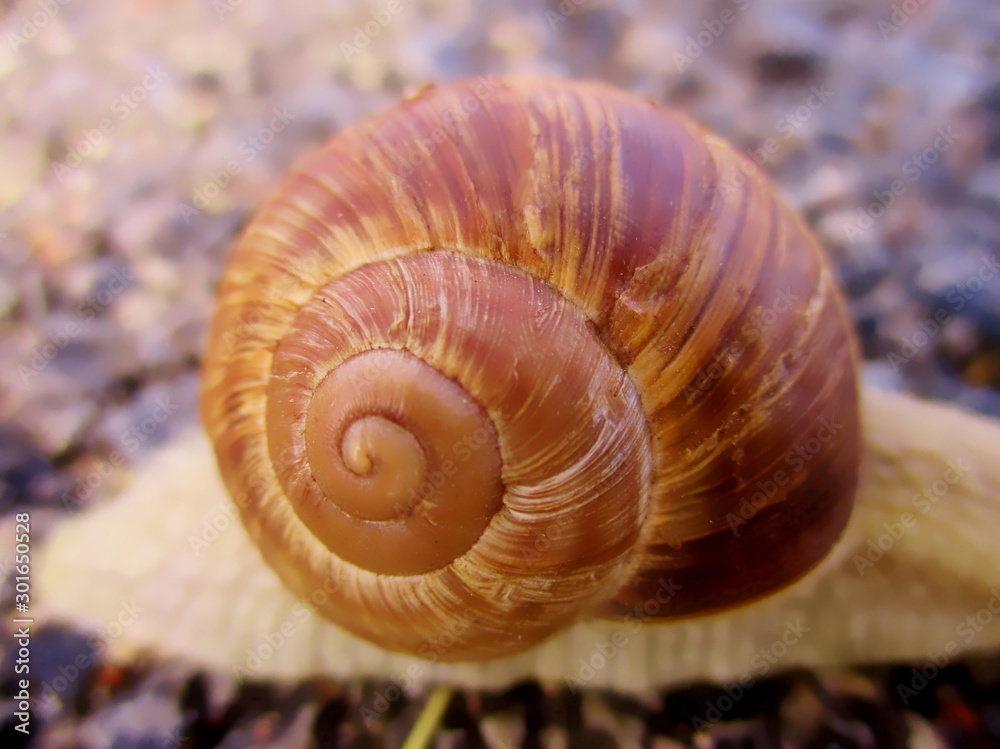 Gros plan de la coquille d'un  escargot de Bourgogne en extérieur 