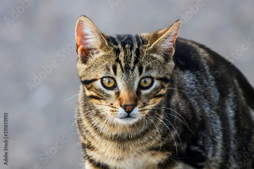 Kitten - Cat © Aimeric D. Photo