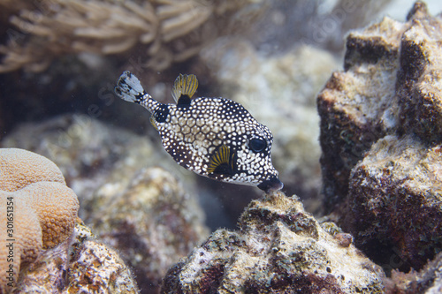 Smooth Trunkfish photo